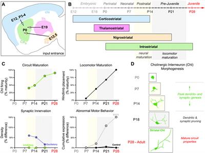 Striatal cholinergic interneuron development in models of DYT1 dystonia